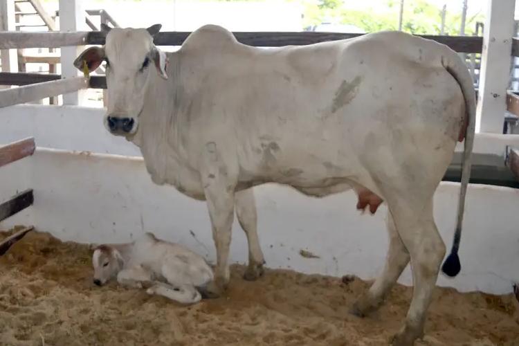 Vaca da raça nelore dá à luz ao primeiro bezerro, a segunda mascote nascida durante a 54ª Expofeira do Amapá