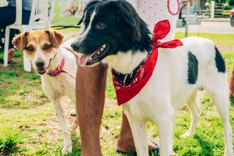 Castramóvel Itinerante municipal de Macapá atende cães fêmeas