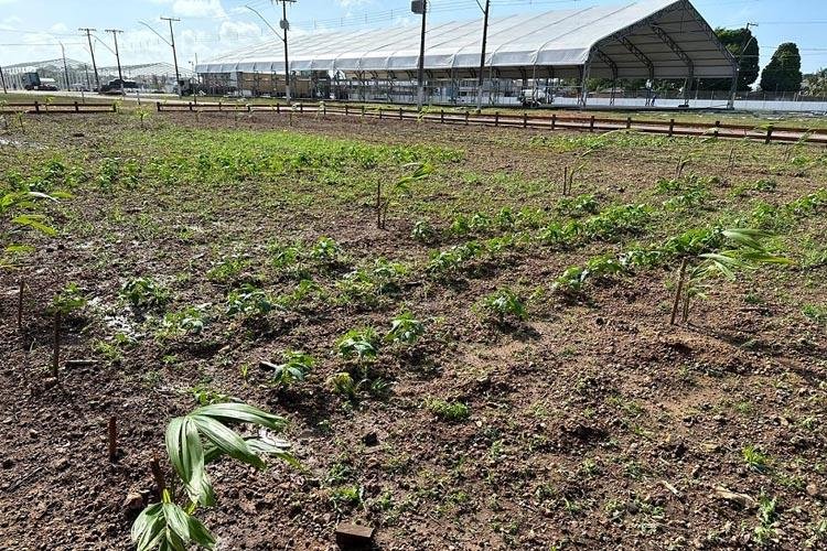 Governo do Amapá apresenta vitrine com técnicas de agricultura sustentável na 52ª Expofeira
