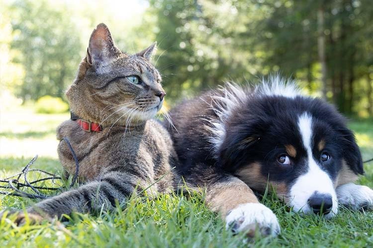 Rinite e sinusite também afetam cães e gatos e comprometem o seu bem-estar