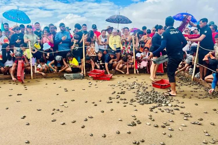 Governo do Amapá participa da 42ª Soltura de Quelônios da Amazônia na Ilha dos Camaleões, em Afuá 