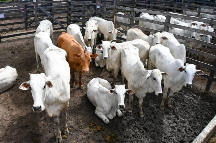 Governo do Amapá inicia campanha de Atualização Cadastral 2026 para produtores rurais