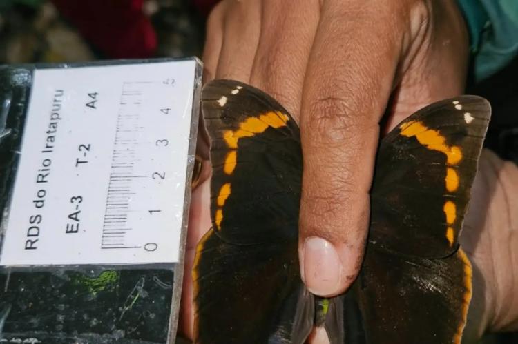Governo do Amapá realiza segunda expedição de monitoramento da biodiversidade na Reserva do Rio Iratapuru
