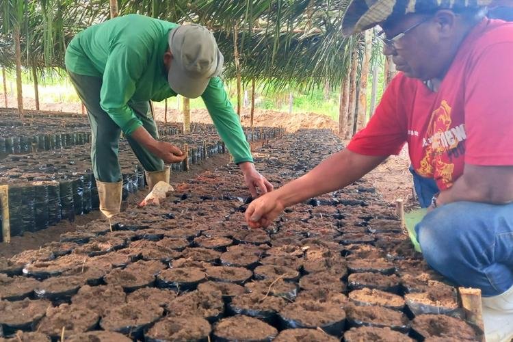 Amapá Cacau: Governo incentiva produção cacaueira com plantio de mudas para pequenos produtores