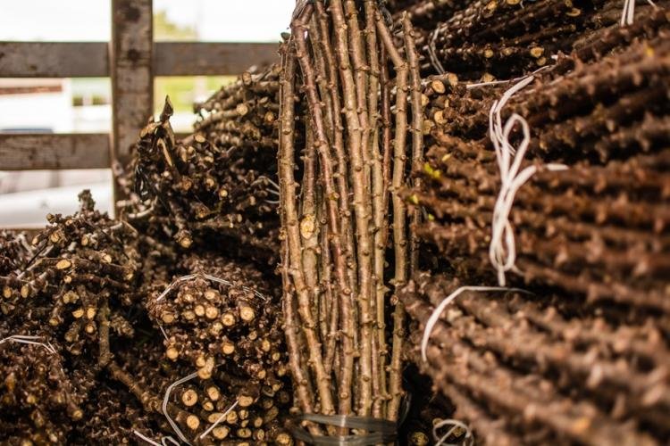 Governo do Amapá envia 175 mil sementes de mandioca para atender 500 famílias indígenas de Oiapoque