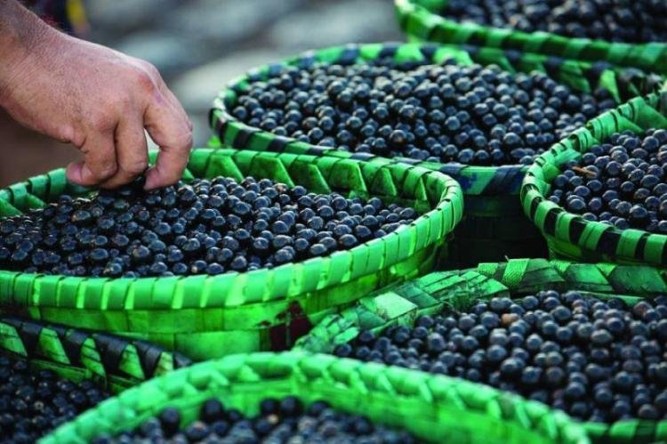 COP29: Governo do Amapá vai apresentar construção do Plano Estadual de Apoio à Sociobioeconomia