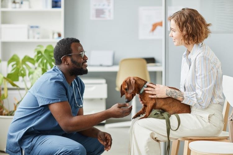  Febre maculosa: conheça medidas preventivas para proteger seus animais de estimação contra a doença 