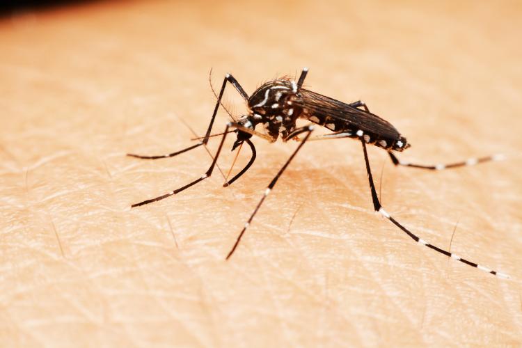 Amapá possui 137 casos prováveis de dengue em 2025, com um óbito confirmado e outro em investigação 