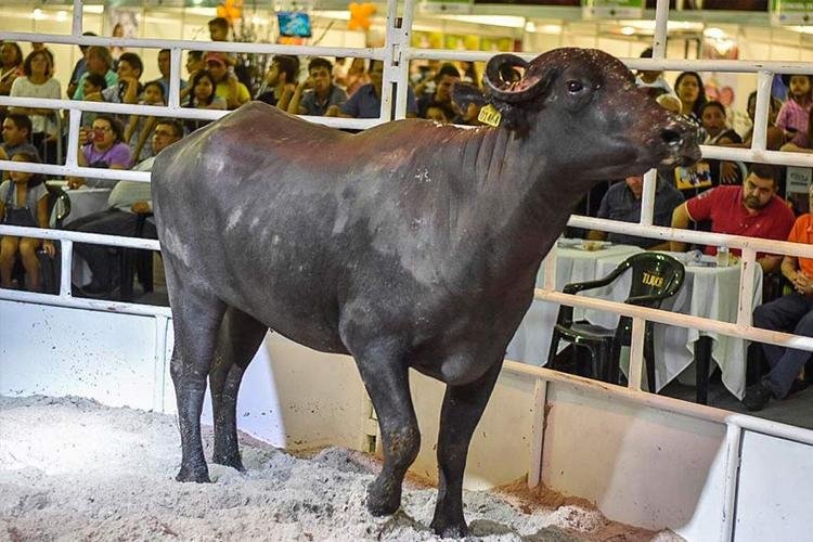 Interessados no leilão de animais da Agropesc devem ficar atentos ao prazo de inscrição