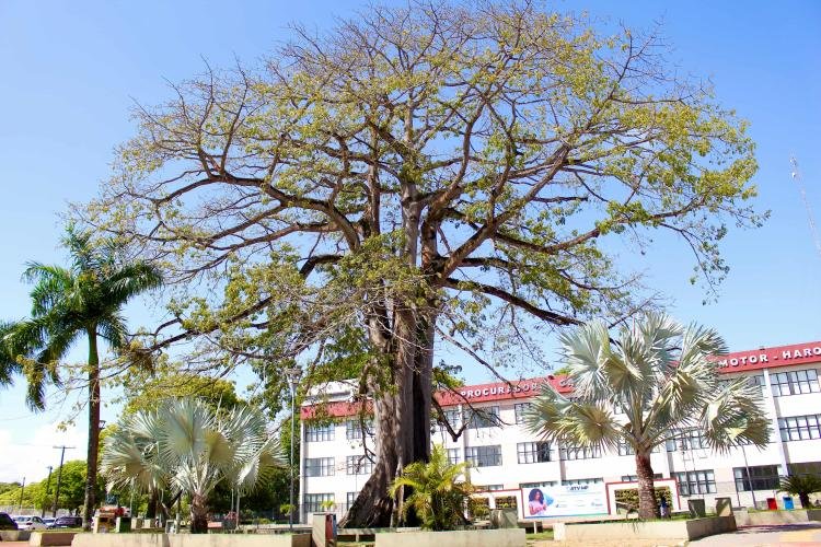 Dia da Árvore: A Samaúma Histórica do MP-AP e Sua Importância Ambiental
