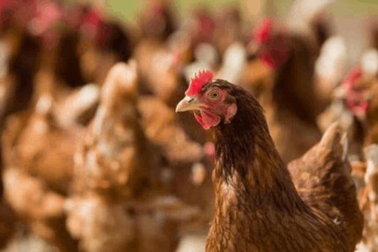 Prejuízo na granja: desafios entéricos comprometem a produção de ovos