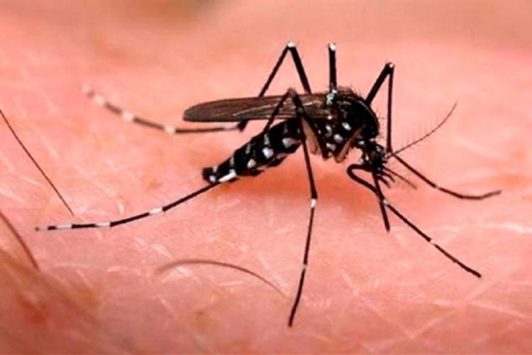 Amapá registra queda nos casos de Zika vírus e chikungunya 