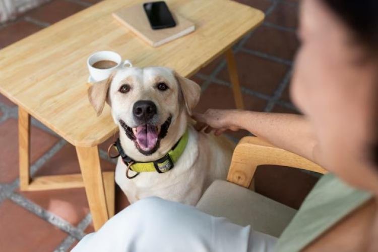 Locais pet-friendly precisam de cuidados sanitários eficientes