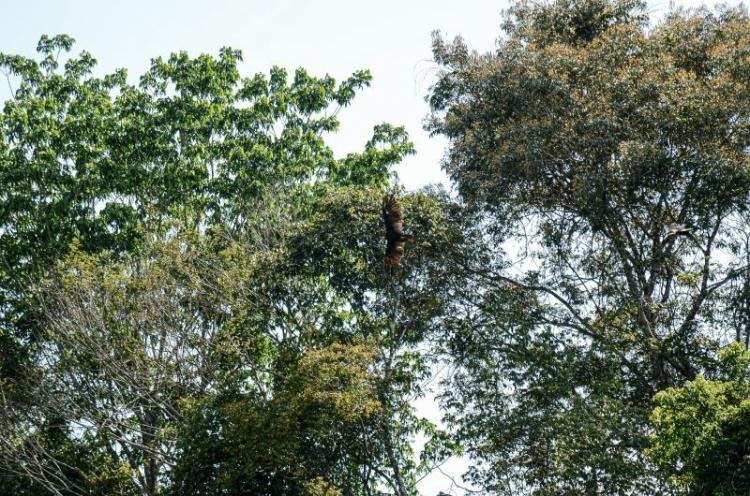 Amapá lidera ranking nacional com taxa zero de desmatamento em 2024, aponta Inpe