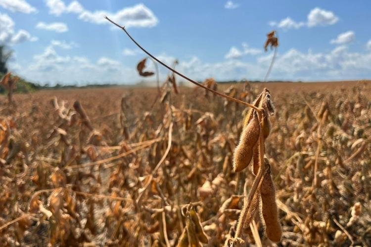 Governador e vice do Amapá celebram produção de grãos e destacam potencial econômico do setor agrícola