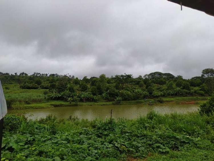 Golosa, o fruto da Amazônia com sabor de conservação