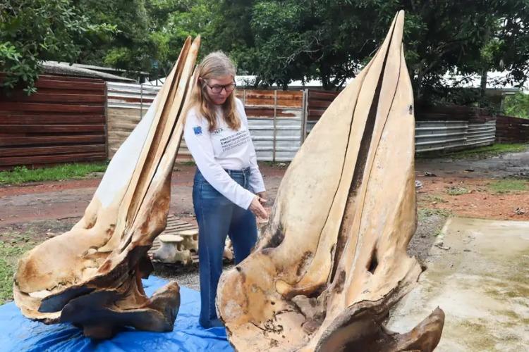 Governo do Estado monta ação estratégica para resgate de esqueletos de baleias encontrados na região do Bailique, no Amapá