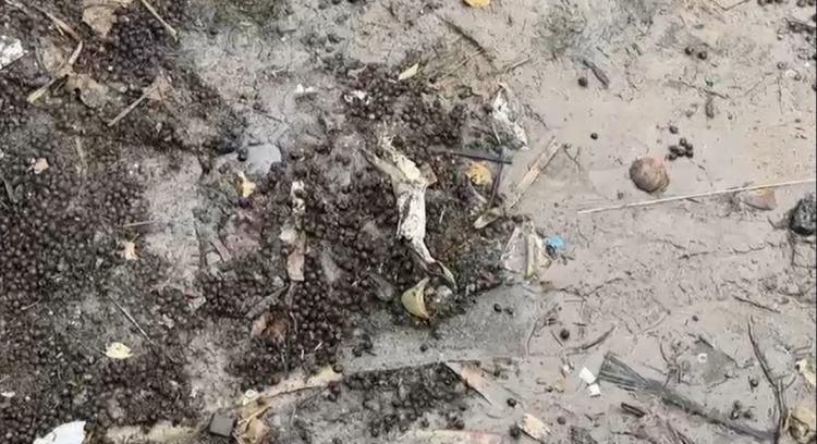 Ação ambiental no Porto da Rampa do Açaí: Equipes trabalham na limpeza e educação às margens do Rio Amazonas