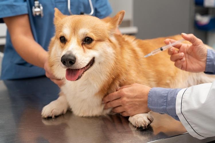Projeto prevê dedução de despesas com cães e gatos no Imposto de Renda