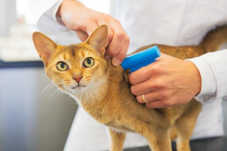 Contra abandono e maus-tratos, pets da cidade de Jundiaí serão microchipados