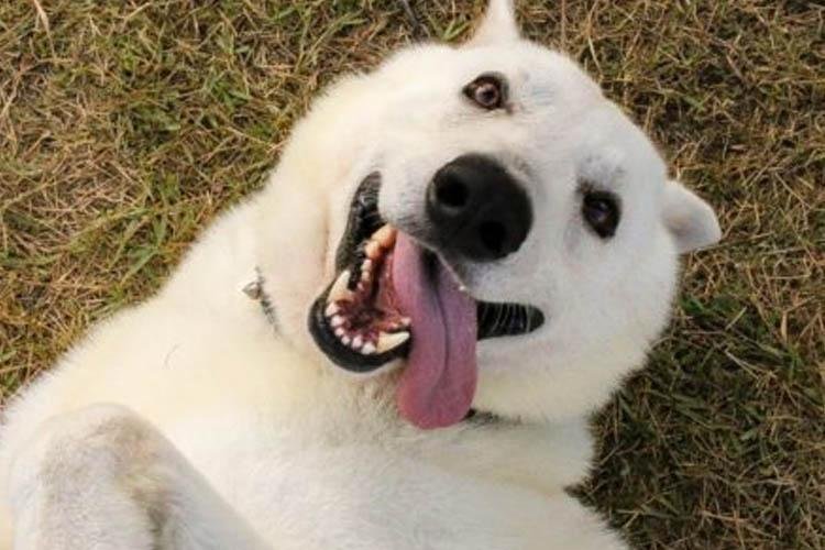 Censo para mapear a população de animais de estimação é realizado em Macapá