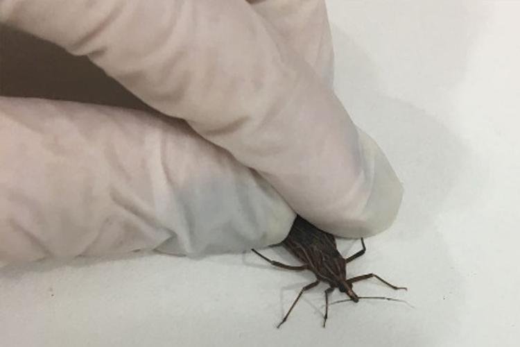 SVS monitora caso isolado de doença de chagas em família vinda do interior do Pará