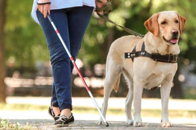 Dia de São Francisco de Assis: André Naves defende maior conscientização sobre o papel de cães-guia e animais de suporte emocional