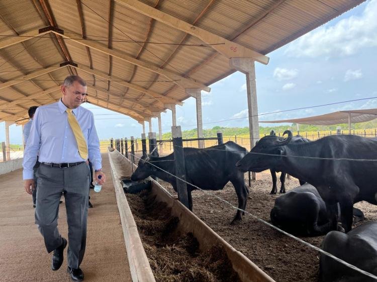 Dia da Pecuária: Deputado Júnior Favacho destaca importância do setor para o desenvolvimento do Amapá