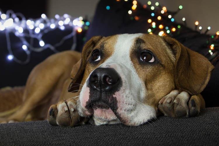 Fogos e estalinhos: veterinário explica como proteger os animais nas festas juninas
