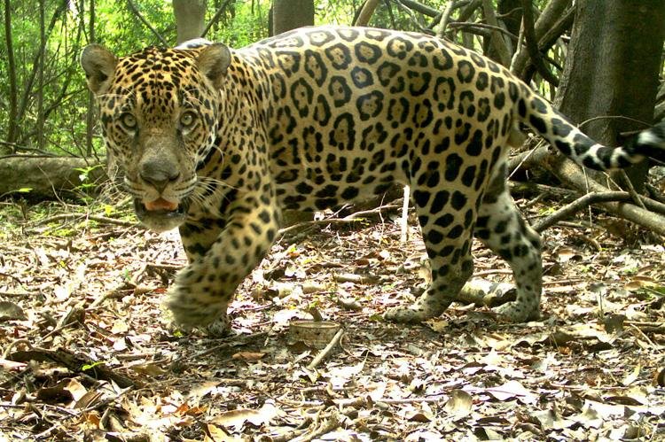 Pesquisa apresenta perfil atual das onças-pintadas na América do Sul