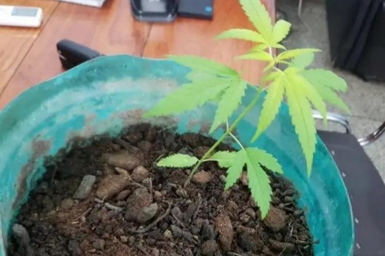 Polícia apreende pé de maconha no Jesus de Nazaré