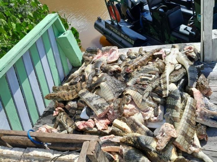 Meia tonelada de carne de jacaré é apreendida no Amapá durante a operação nacional "Águas Seguras"