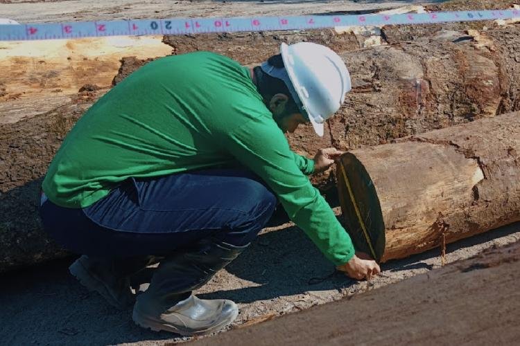 Plano de manejo florestal sustentável de indústria madeireira no Vale do Jari recebe vistoria