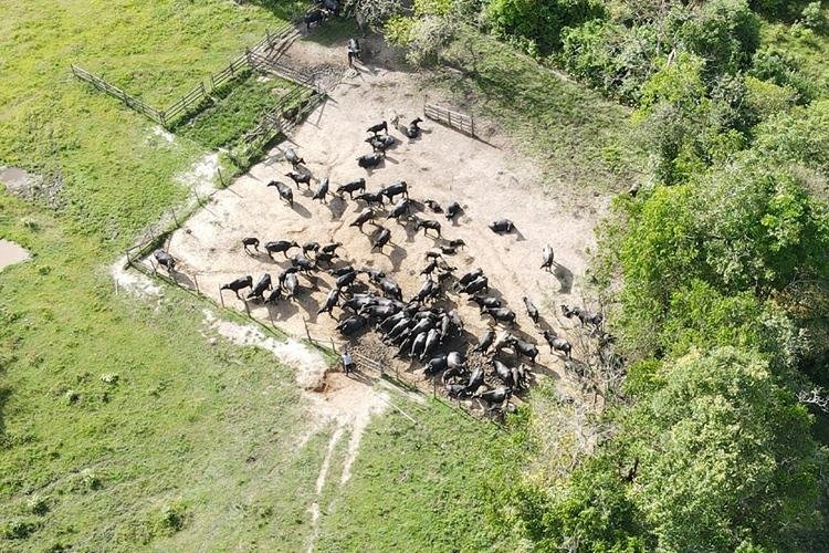 EM PRACUÚBA, POLÍCIA CIVIL RECUPERA 52 ANIMAIS FURTADOS E PRENDE DUAS PESSOAS EM FLAGRANTE