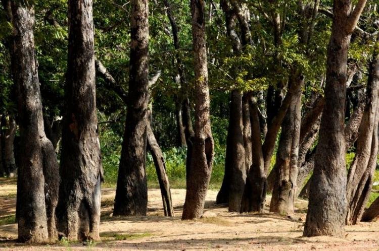 Pré-COP30: Governo do Estado inicia construção do Plano de Apoio à Bioeconomia com debate sobre potencialidades do Amapá