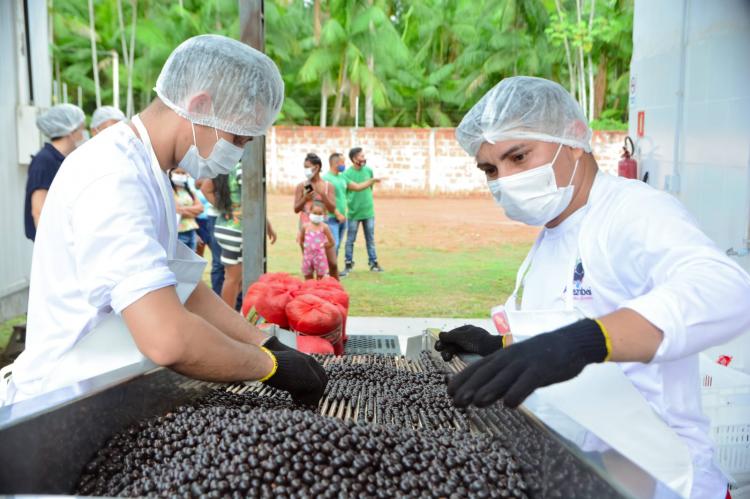 Açaí do Bailique se destaca como segunda Indicação Geográfica do Amapá