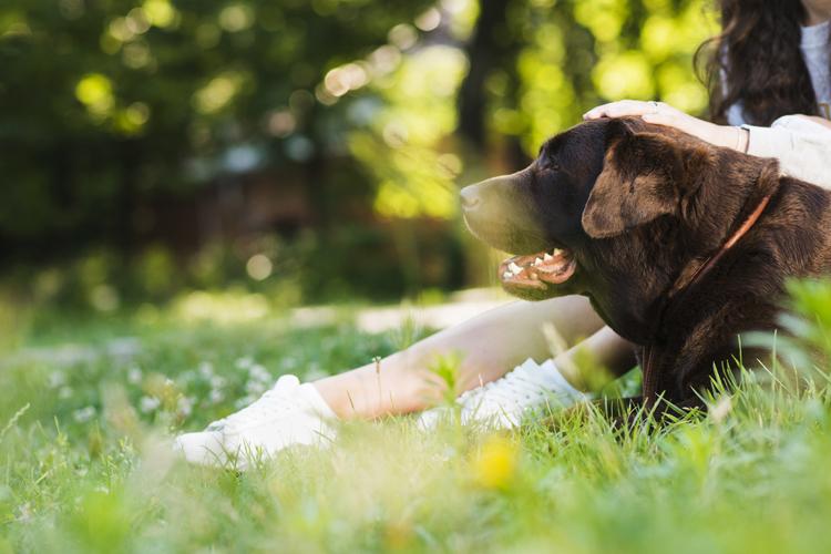 Como criar um jardim pet-friendly: dicas e sugestões para plantas e flores que são seguras para animais de estimação