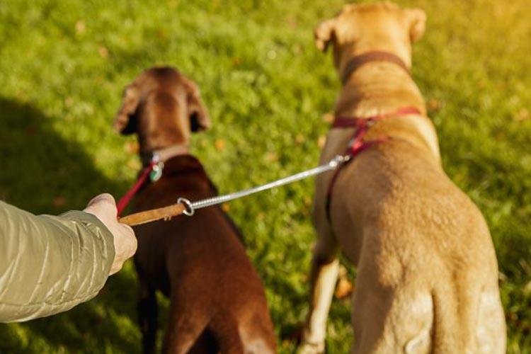 Passeios responsáveis com cães e gatos: veterinário do CEUB dá dicas para garantir a segurança de animais na rua