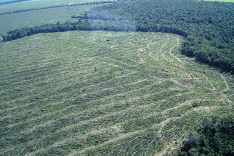 TRF1 acolhe recurso do MPF para reformar decisão que suspendeu embargo do Ibama à área desmatada na Amazônia Legal