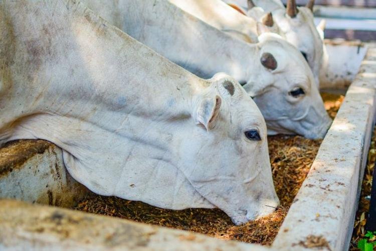 Leilão de animais deve movimentar cerca de meio milhão em negócio para pecuaristas na 53ª Expofeira do Amapá