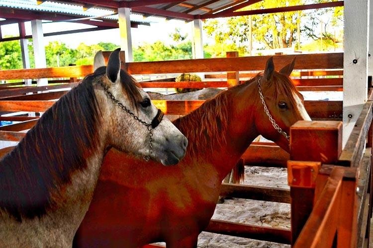 Agropesc 2023: Amapá se prepara para uma nova edição da feira agropecuária