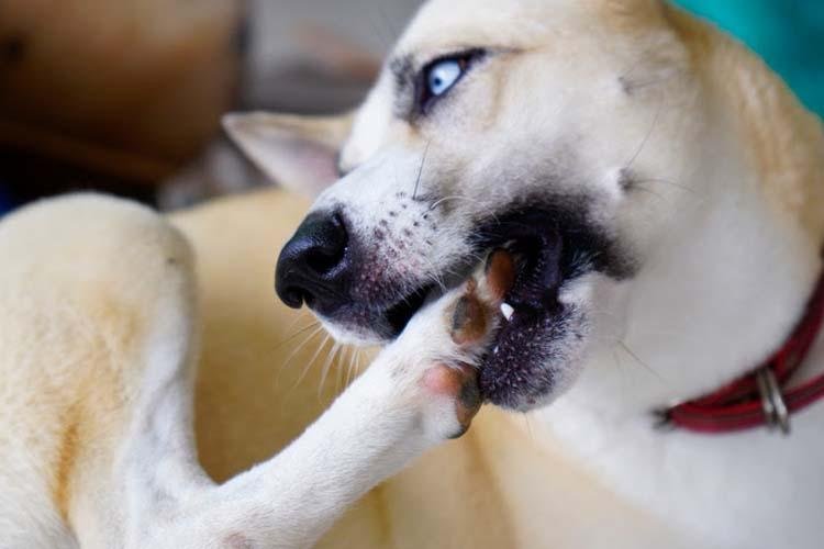 Coceira em cachorro: especialista revela quando esse hábito é um problema