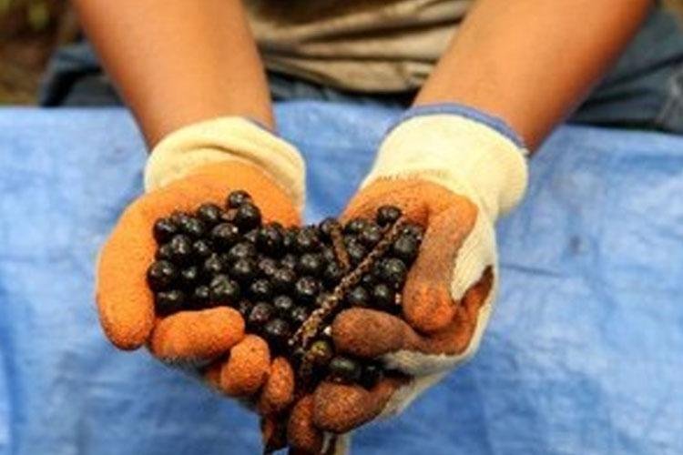 Produtos da sociobiodiversidade do Amapá são objeto de estudo científico para SATs e Indicação Geográfica (IG)