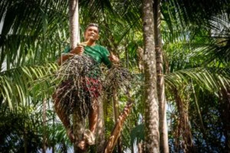 Fundo Amazônia: Governo do Brasil promove regularização e apoio à produção de até 30 mil agricultores familiares