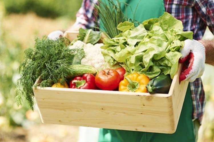 MPF recorre à Justiça para que Mazagão (AP) cumpra previsão legal de adquirir alimentos da agricultura familiar