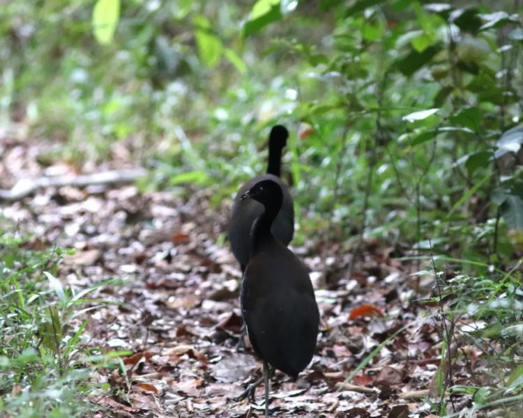 Sem proteção legal, áreas de refúgio para aves ameaçadas são desmatadas na Amazônia brasileira