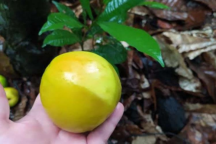 Golosa, o fruto da Amazônia com sabor de conservação