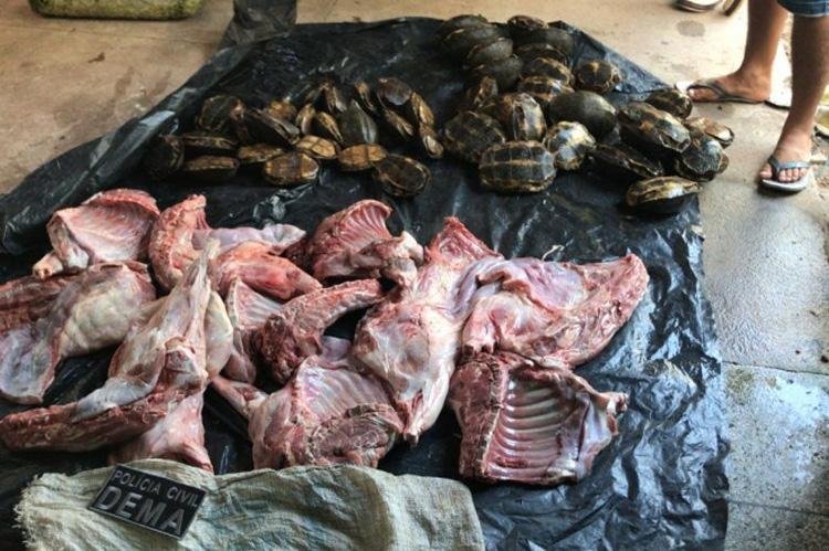 Polícia Civil apreende 54 quilos de carne de animal silvestre e 42 quelônios