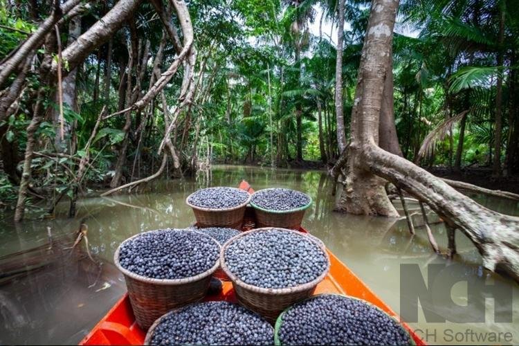 Incluir açaí na alimentação pode ajudar na recuperação pós-covid, explica nutricionista