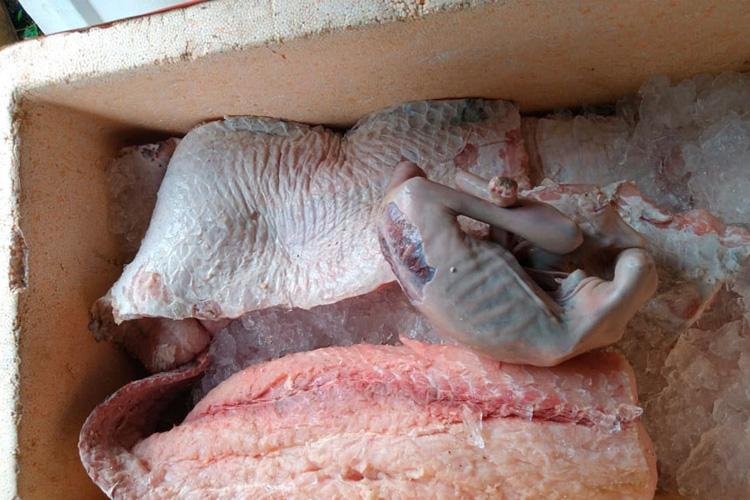 Batalhão Ambiental apreende 730 kg de pescados proibidos
